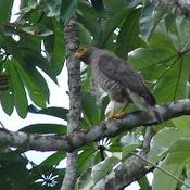 Roadside Hawk